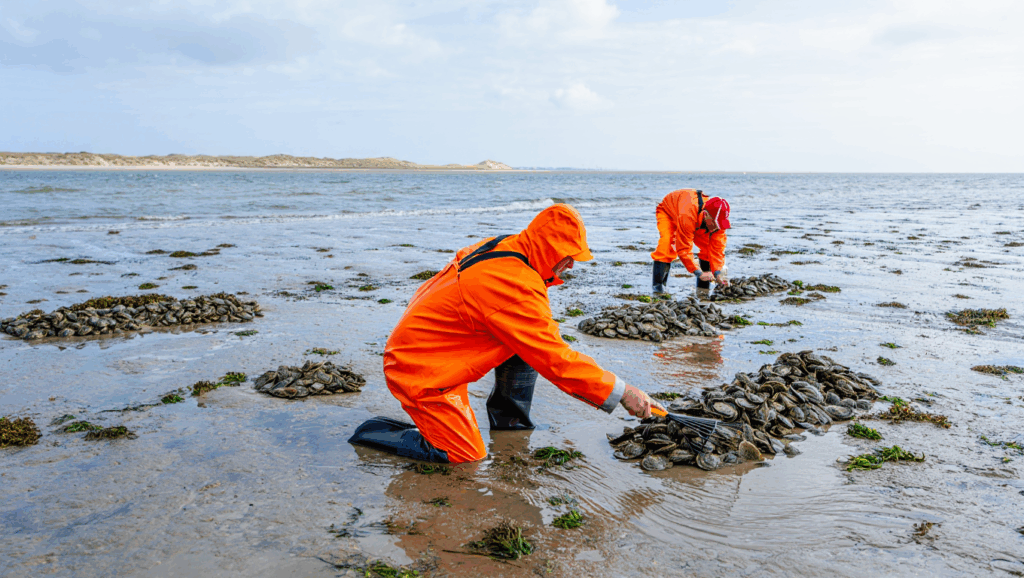 waddenoesters oogsten
